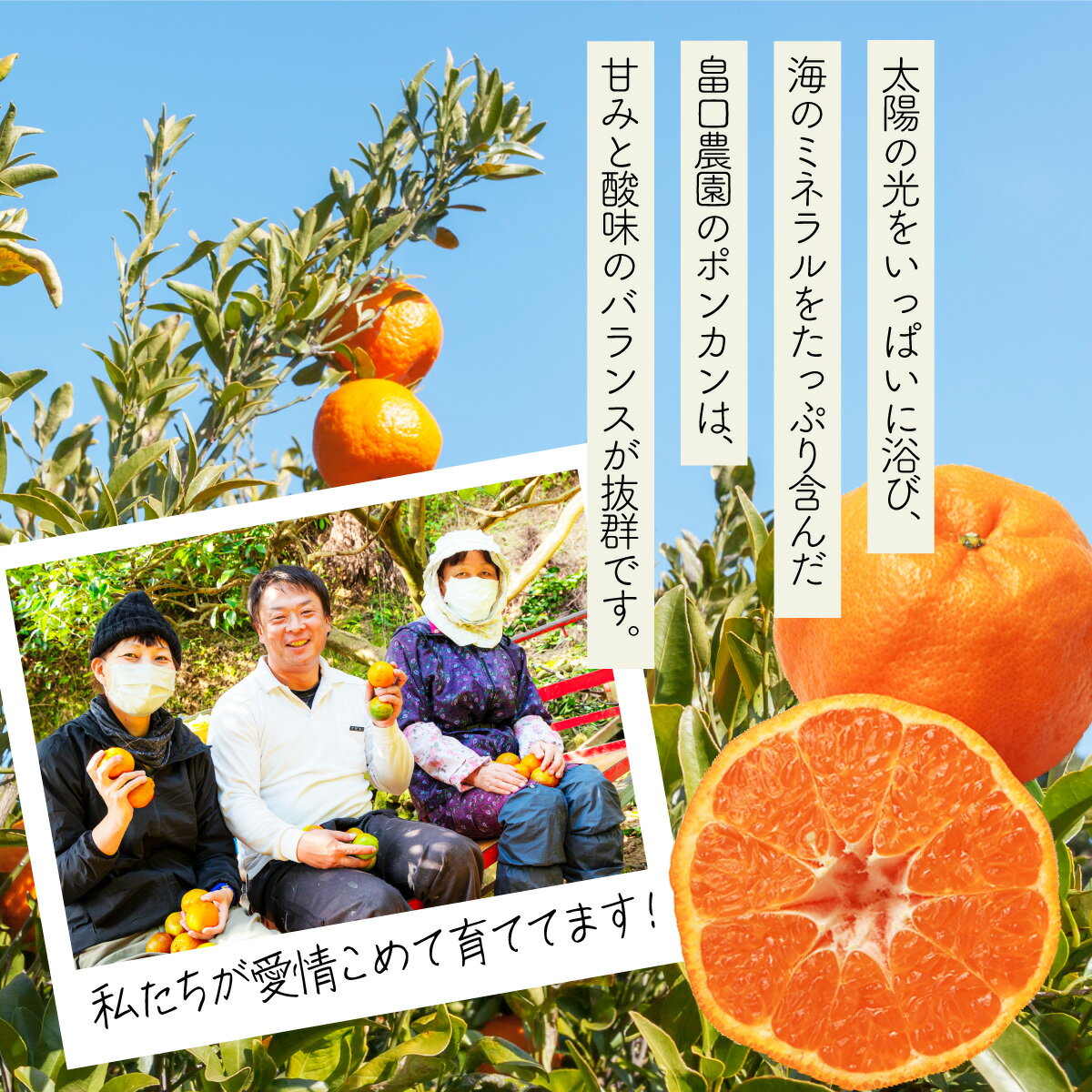 【ふるさと納税】＜先行予約＞ポンカン 海のミネラルをたっぷり含んだ甲浦のポンカン 10kg 訳あり 国産 東洋町産 訳アリ 甘い 栄養たっぷり ジューシー 果肉 四国 お取り寄せ フルーツ 蜜柑 ミカン 果物 家庭用 自宅用 送料無料 HG-04 サムネイル2