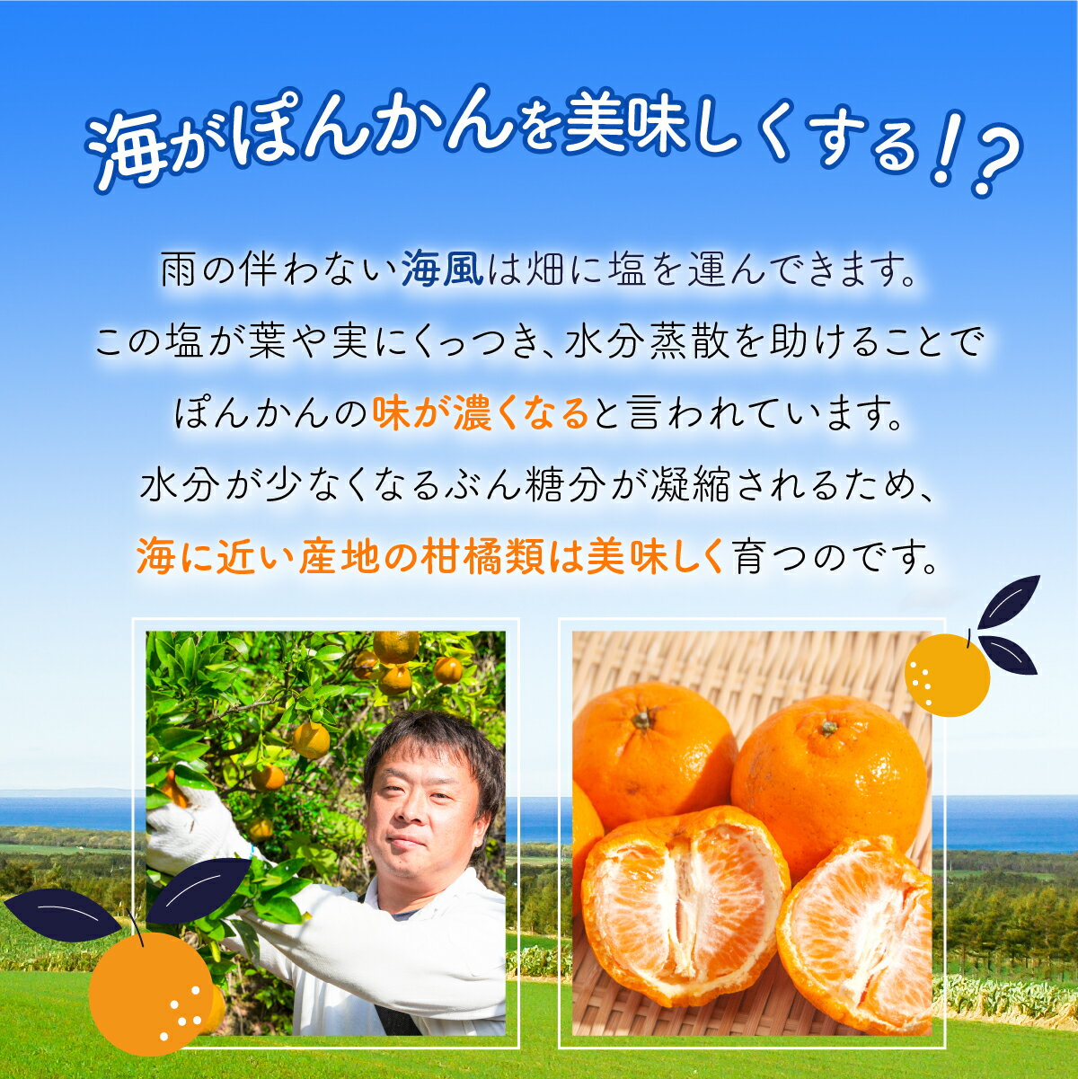 【ふるさと納税】＜先行予約＞ポンカン 海のミネラルをたっぷり含んだ甲浦のポンカン 10kg 訳あり 国産 東洋町産 訳アリ 甘い 栄養たっぷり ジューシー 果肉 四国 お取り寄せ フルーツ 蜜柑 ミカン 果物 家庭用 自宅用 送料無料 HG-04 サムネイル3