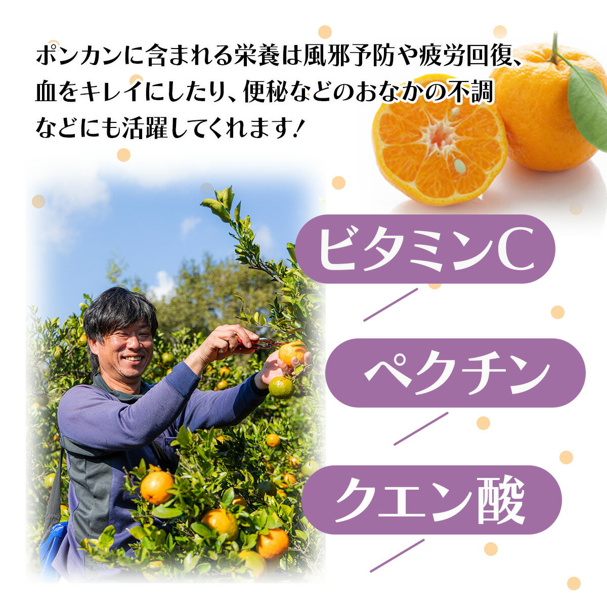 【ふるさと納税】＜先行予約＞贈答用ポンカン 5kg 国産 東洋町産 オレンジ 果物 フルーツ 蜜柑 ミカン 甘い 酸味 ジューシー 果肉 高知県 四国 お取り寄せ 贈り物 ギフト 送料無料 H-09 サムネイル3