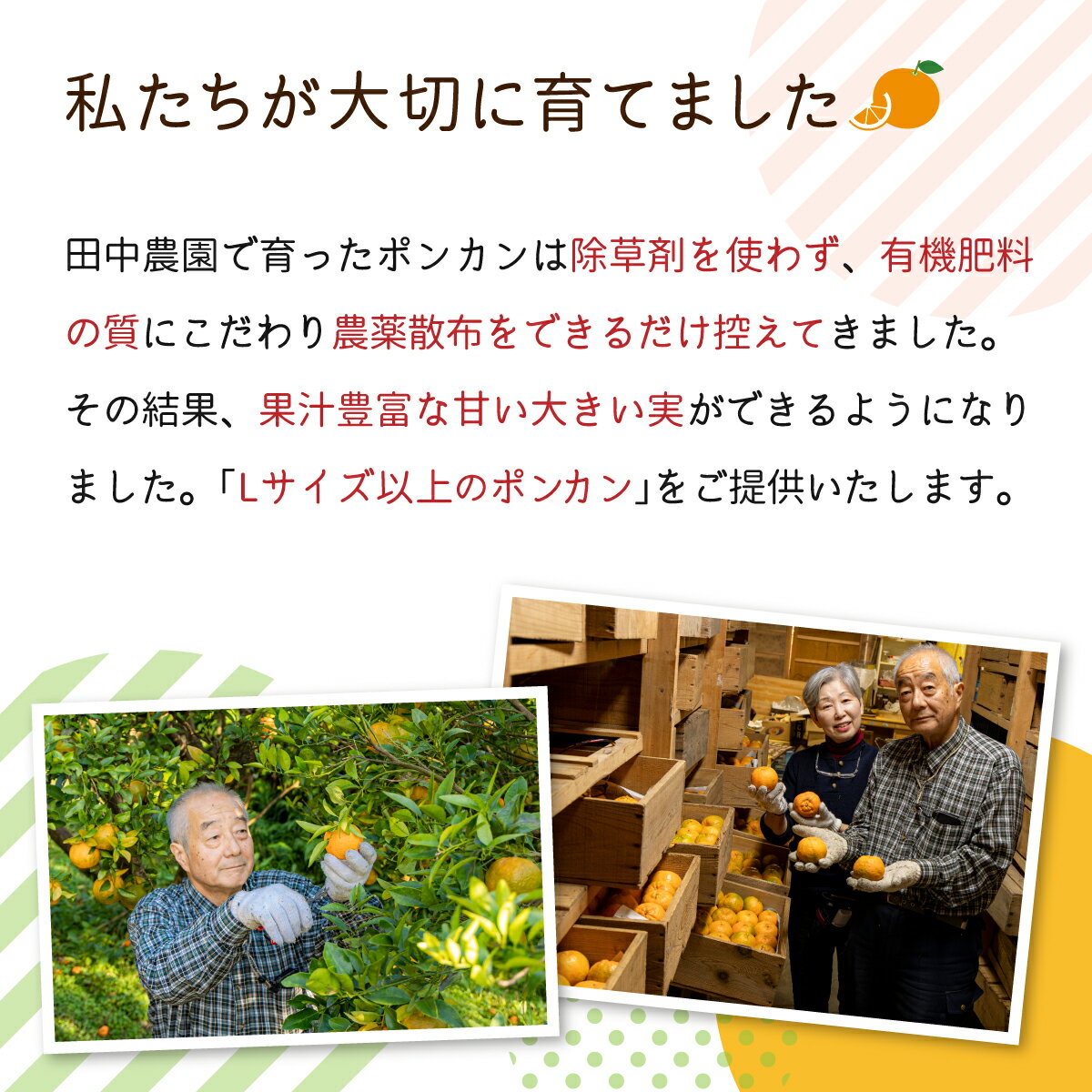 【ふるさと納税】＜先行予約＞訳ありポンカン 3kg（L~3Lサイズ） 国産 東洋町産 訳あり 甘酸っぱい ジューシー 蜜柑 ミカン 高知県 東洋町 四国 お取り寄せ フルーツ 果物 送料無料 T-01 サムネイル3