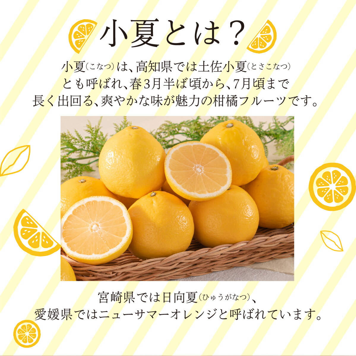 【ふるさと納税】＜先行予約＞ 量が選べる 【訳アリ】西内小夏　3・5・10kg　日向夏 ニューサマーオレンジ ジューシー 果肉 高知県 四国 お取り寄せ 家庭用 自宅用 NU-01-03 - 画像2