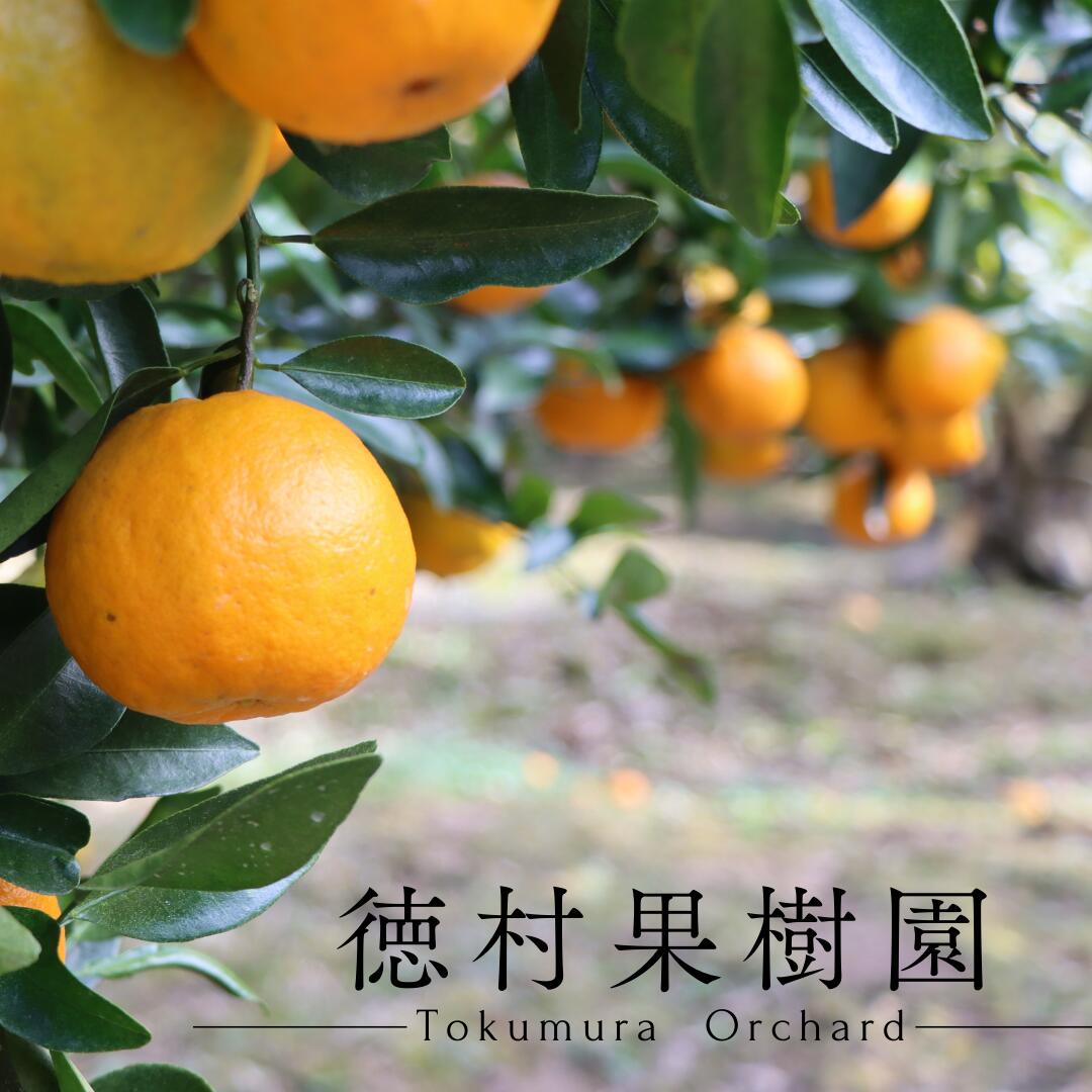 【ふるさと納税】TM001-1 徳村の訳ありぽんかん＜5kg＞国産 東洋町産 訳アリ 甘い コク ジューシー 果肉 高知県 東洋町 四国 お取り寄せ フルーツ 果物 家庭用 自宅用 送料無料 サムネイル2