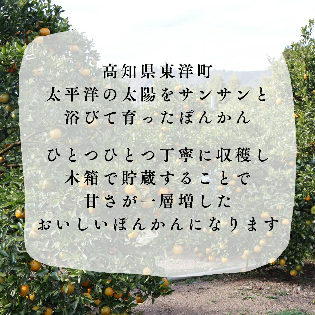 【ふるさと納税】TM001-1 徳村の訳ありぽんかん＜5kg＞国産 東洋町産 訳アリ 甘い コク ジューシー 果肉 高知県 東洋町 四国 お取り寄せ フルーツ 果物 家庭用 自宅用 送料無料 サムネイル3