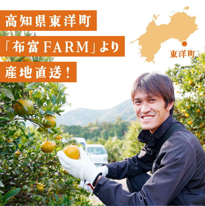 【ふるさと納税】 ＜先行予約＞【選べる】 訳あり ポンカン＜5〜10kg＞ NT1-7 国産 東洋町産 訳アリ オレンジ 果物 フルーツ 甘い 酸味 ジューシー ミカン 蜜柑 高知県 四国 布富FARM お取り寄せ 家庭用 自宅用 大容量 送料無料 産地直送 サムネイル2