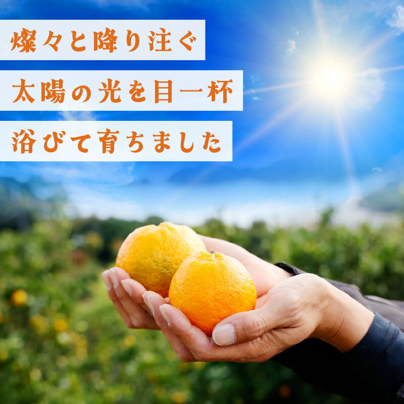 【ふるさと納税】 ＜先行予約＞【選べる】 訳あり ポンカン＜5〜10kg＞ NT1-7 国産 東洋町産 訳アリ オレンジ 果物 フルーツ 甘い 酸味 ジューシー ミカン 蜜柑 高知県 四国 布富FARM お取り寄せ 家庭用 自宅用 大容量 送料無料 産地直送 サムネイル3