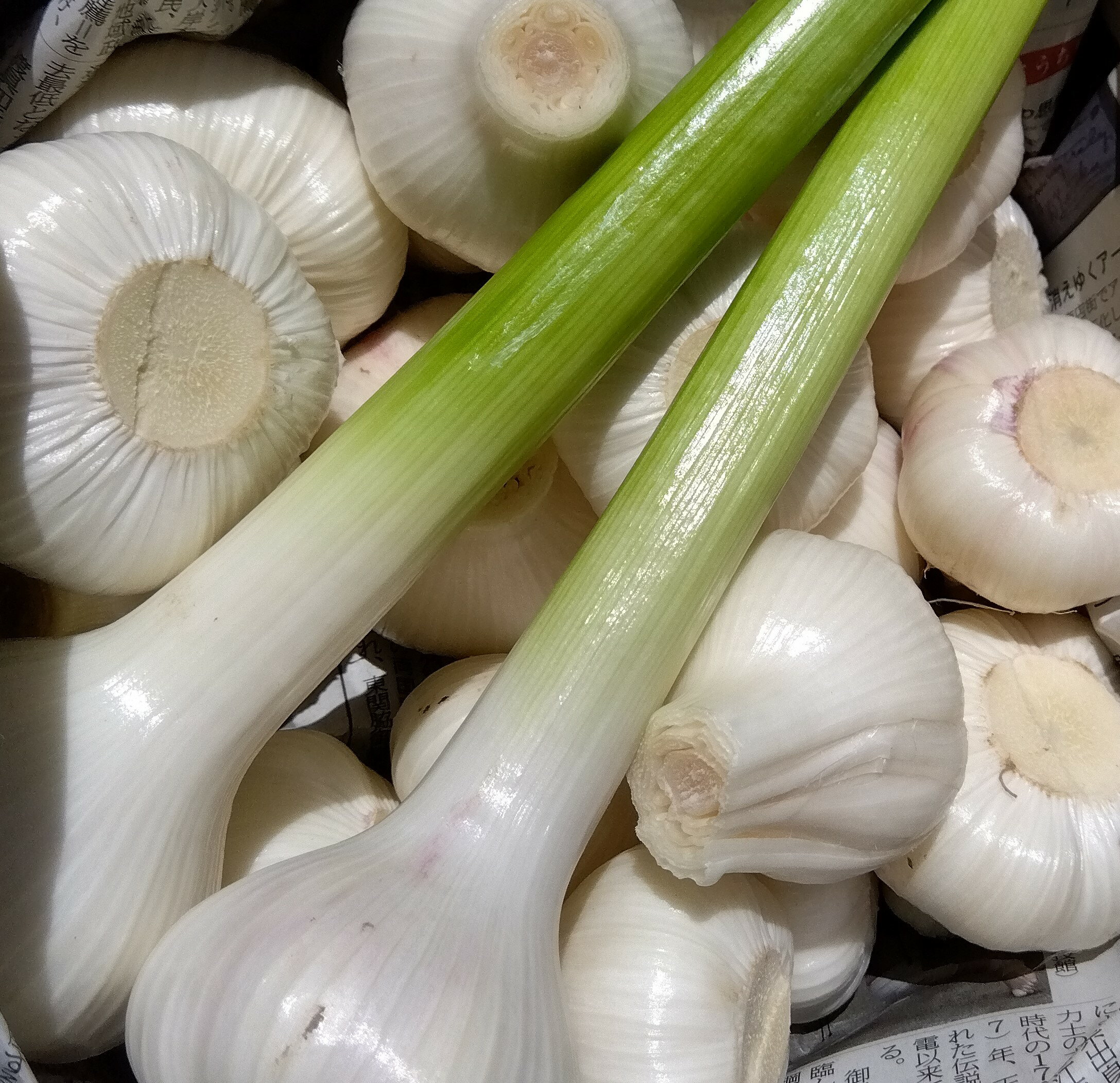 【ふるさと納税】昭作畑 【定期便】 季節のこだわり野菜が届く 旬 産地直送 じゃがいも 新にんにく さつまいも 土付きにんじん / 高知県 奈半利町 - 画像2