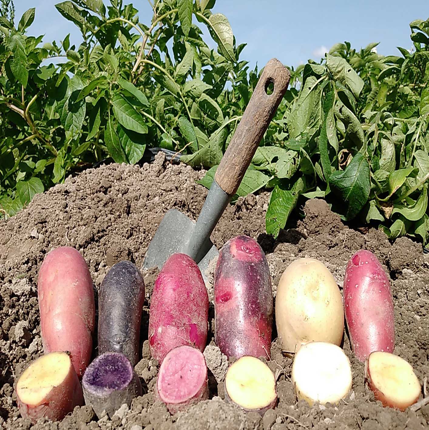 【ふるさと納税】昭作畑 【定期便】 季節のこだわり野菜が届く 旬 産地直送 じゃがいも 新にんにく さつまいも 土付きにんじん / 高知県 奈半利町 - 画像3