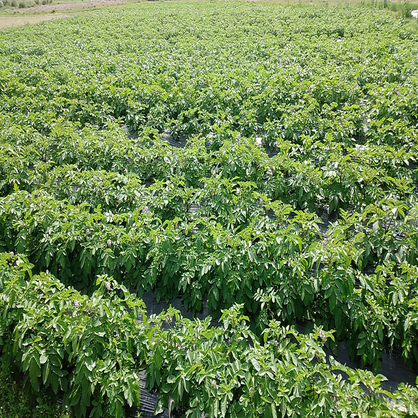 【ふるさと納税】じゃがいも食べ比べセット5kg 【3～5種類】 新じゃが じゃがいも 新鮮 産地直送 季節限定 季 春野菜 5kg 食べ比べセット/高知県 奈半利町 - 画像3