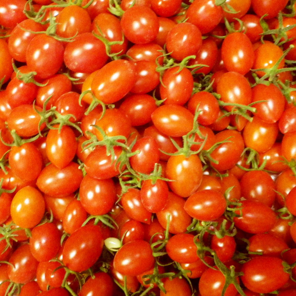 【ふるさと納税】～四国一小さなまち～黒岩さん家のアイコトマト 約1.5kg アイコ トマト プラム形 ミニトマト とまと 詰め合わせ 新鮮野菜 トマト 美味しい 野菜 厳選 新鮮 甘い 夏野菜 サラダ tomato ギフト 贈答 贈り物 プレゼント ふるさとのうぜい 返礼品 高知県 8000円 - 画像2