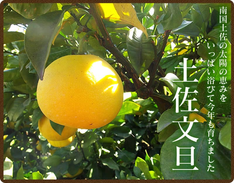 【ふるさと納税】先行予約 訳あり 土佐文旦 高知県産 3kg 5kg 10kg 20kg 6,000円から 傷・シミ ありの訳アリ品 家庭用 サイズおまかせ 大玉 小玉 柑橘 みかん 産地直送 フルーツ 果物 ぶんたん ブンタン 詰め合わせ 故郷納税 2026年配送 令和8年2月以降順次発送【s-kensyo】 サムネイル2