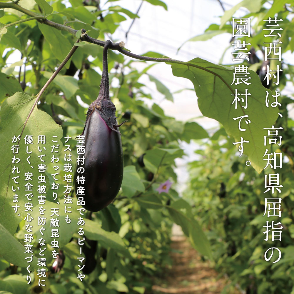 【ふるさと納税】【先行予約】【11月発送～受付中】野菜 朝採れ 野菜詰め合わせ 5000円台 朝獲れ セット 芸西村の新鮮野菜6～8種類 野菜 詰め合わせ お試し 新鮮 食べ比べ 特産品 ピーマン 環境 ナス 旬 支援品 故郷納税 野菜セット 産地直送（クラウドファンディング対象） サムネイル3