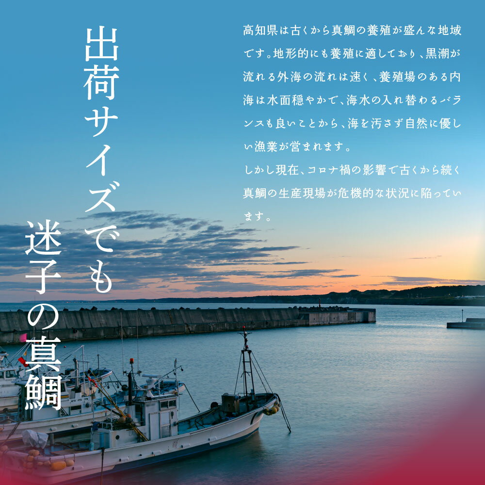 【ふるさと納税】選べる発送時期 発送月 真鯛の漬け丼の素 訳ありカツオのたたき 海鮮セット 食べくらべ 漬け丼 海鮮丼の具 海鮮漬け丼 海鮮 漬け 鯛 たい カツオ 鰹 訳アリ 冷凍配送 小分け パック 海鮮丼 一人暮らし 高知県 かつおのたたき 藁焼き かつお たたき 塩 8000円 サムネイル2