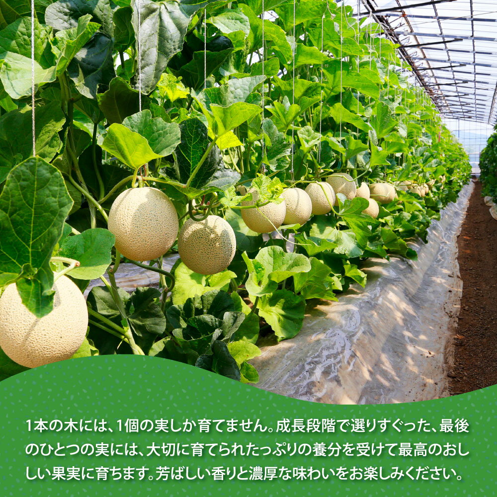 【ふるさと納税】 コロナ 緊急支援 高知県産 高級マスクメロン＆小玉スイカセット【1月～3月は気候温度不安定の為出荷不可となります】〈南国市共通返礼品〉食べ物 健康 プレゼント ギフト フルーツ 果物 お中元 御中元 のし 熨斗 お礼 詰め合わせ サムネイル3