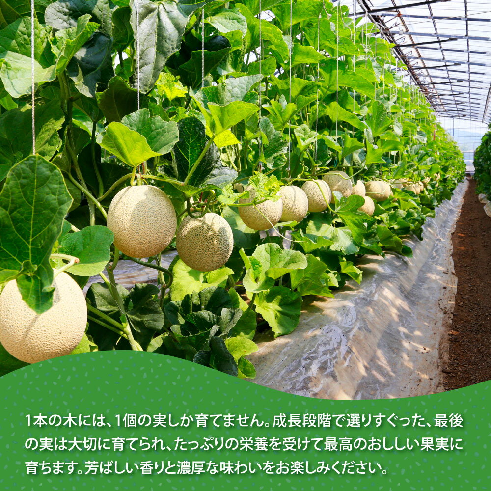 【ふるさと納税】 コロナ 緊急支援 《3ヶ月定期便》故郷納税 高知県産 高級マスクメロン（ご贈答・ギフト用）1玉入 【発送期間：4月〜12月（9カ月）】【1月〜3月は気候温度不安定の為出荷不可となります。】〈南国市共通返礼品〉 サムネイル3