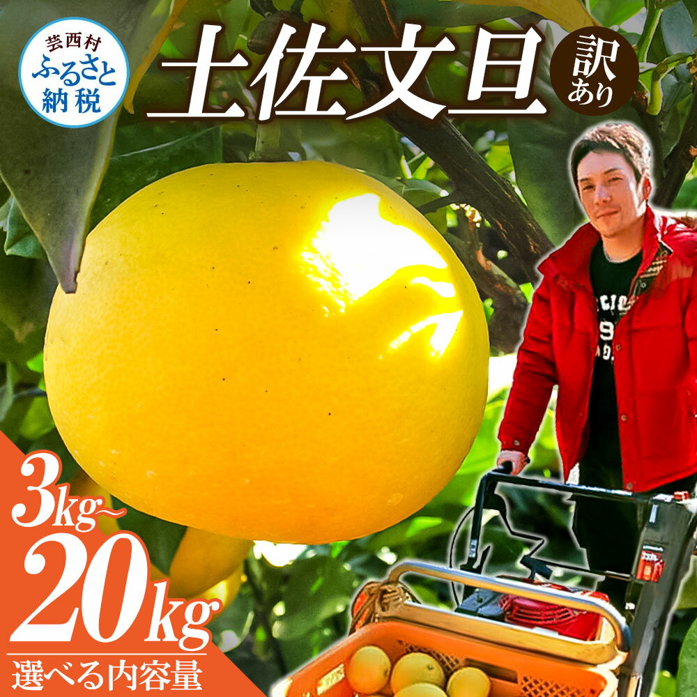 先行予約 訳あり 土佐文旦 高知県産 3kg 5kg 10kg 20kg 6,000円から 傷・シミ ありの訳アリ品 家庭用 サイズおまかせ 大玉 小玉 柑橘 みかん 産地直送 フルーツ 果物 ぶんたん ブンタン 詰め合わせ 故郷納税 2026年配送 令和8年2月以降順次発送【s-kensyo】