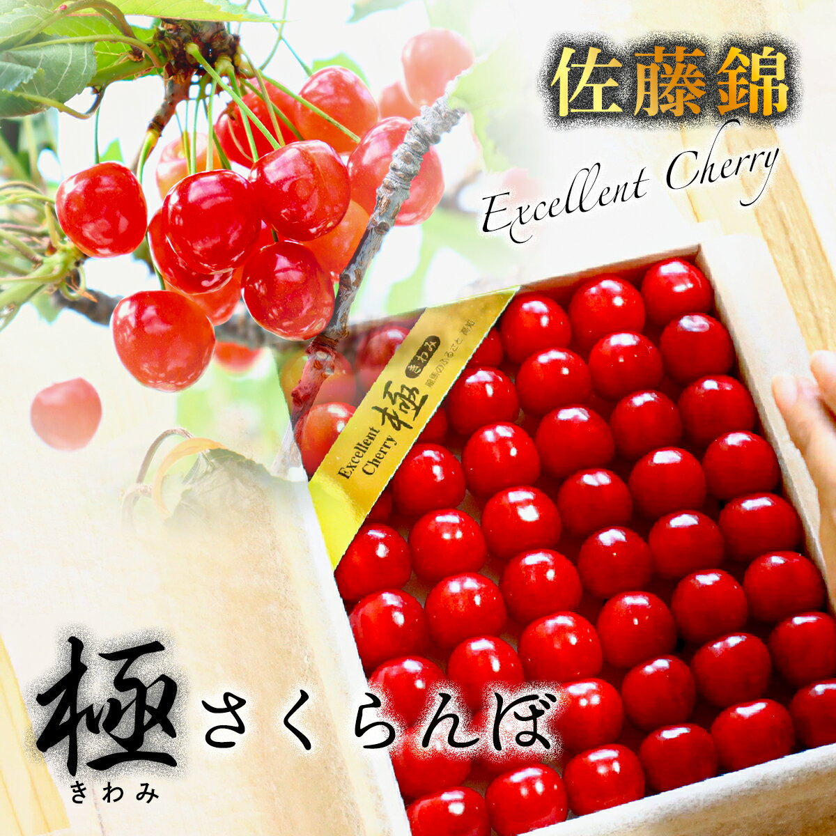 極みさくらんぼ (佐藤錦)　2026年1月下旬～順次発送 特秀 極 酸味 甘味 お取り寄せ ギフト 贈答 フルーツ 特産 艶
