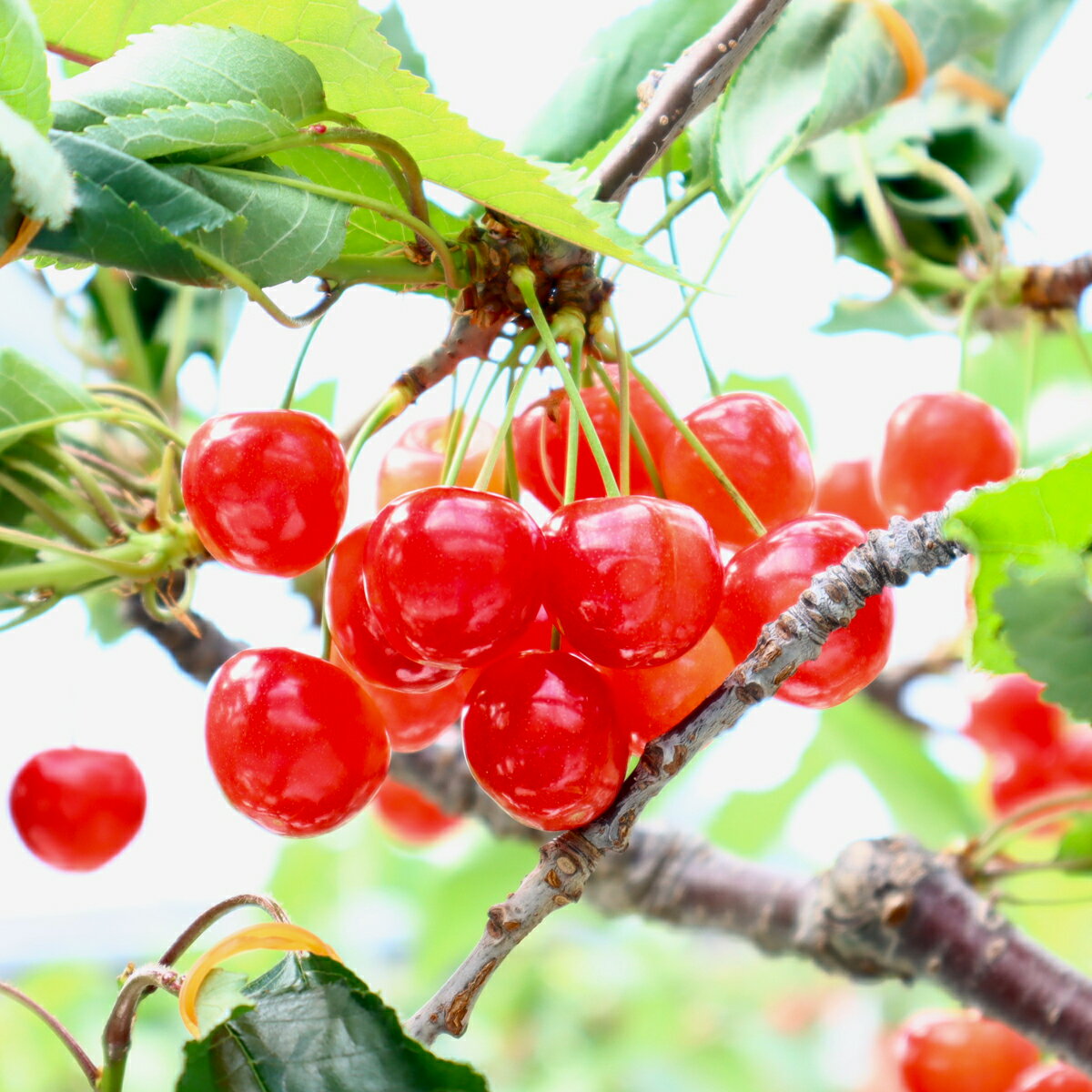 【ふるさと納税】極みさくらんぼ (佐藤錦)　2026年1月下旬～順次発送 特秀 極 酸味 甘味 お取り寄せ ギフト 贈答 フルーツ 特産 艶 サムネイル2