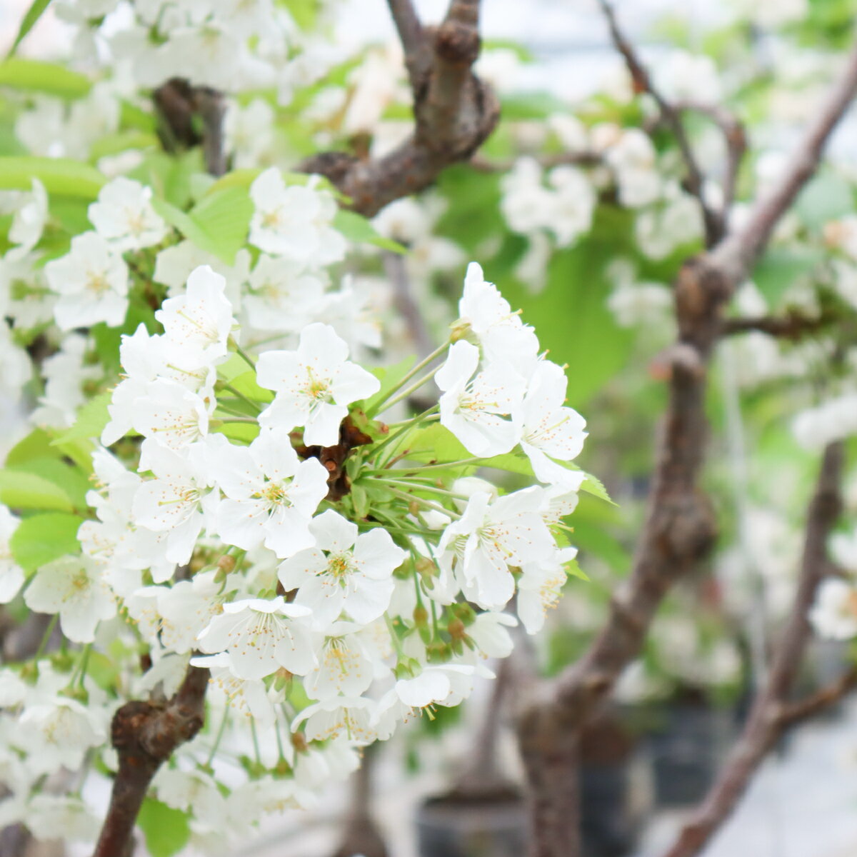 【ふるさと納税】極みさくらんぼ (佐藤錦)　2026年1月下旬～順次発送 特秀 極 酸味 甘味 お取り寄せ ギフト 贈答 フルーツ 特産 艶 サムネイル3