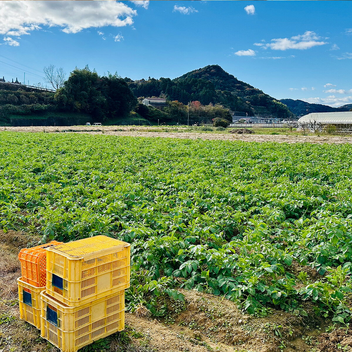 【ふるさと納税】選べるじゃがいも3・5・10kg（デジマ） - 画像3