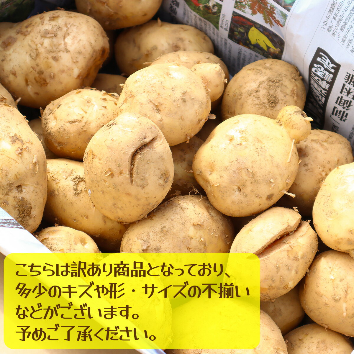 【ふるさと納税】【訳あり】じゃがいも10kg（デジマ） - 画像2