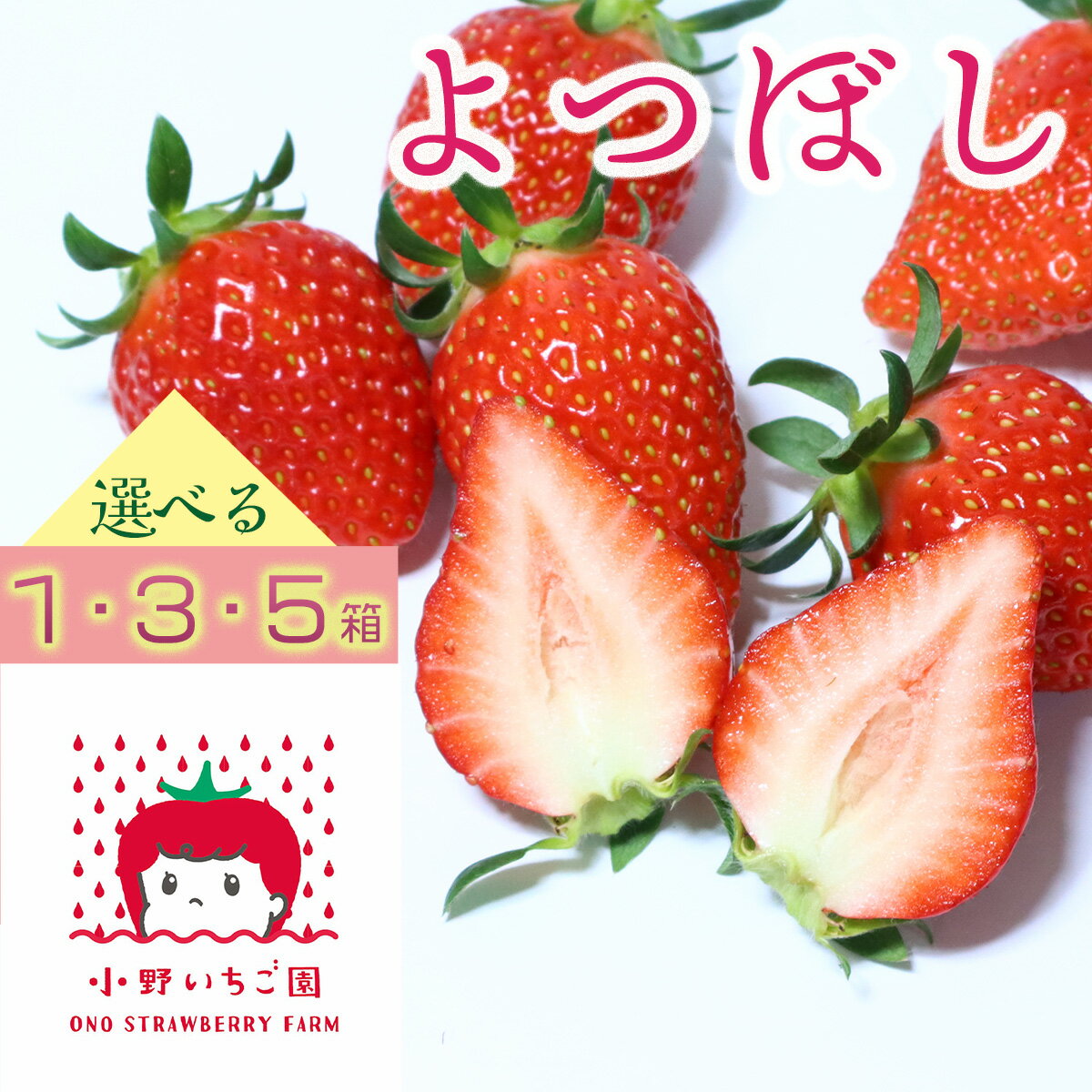 選べるいちご　1・3・5箱（よつぼし）