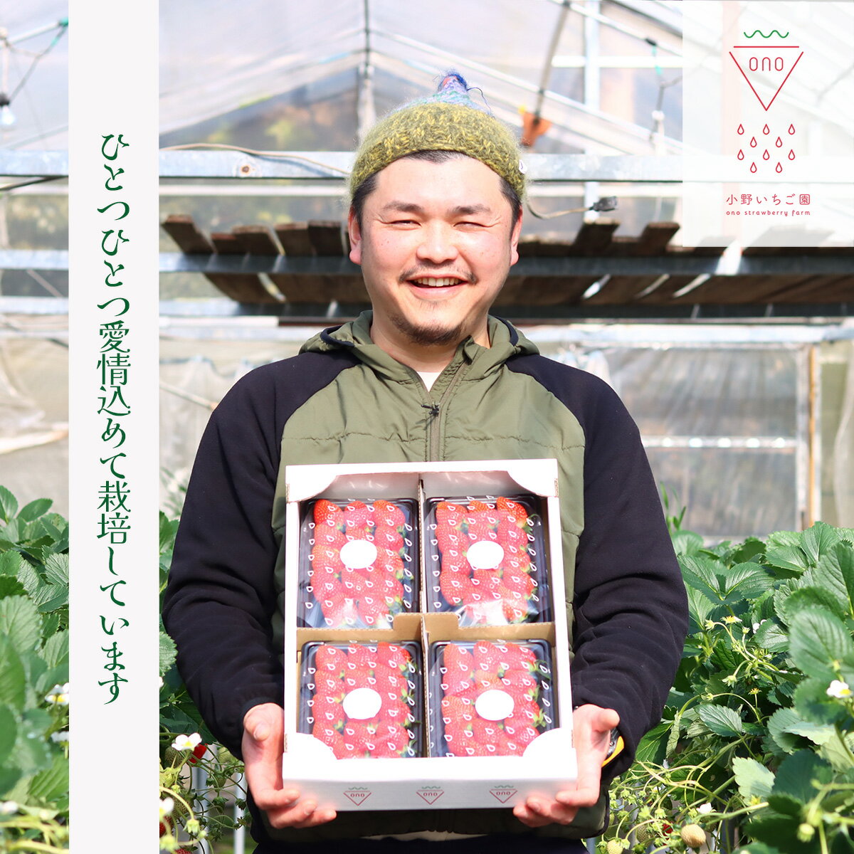 【ふるさと納税】選べるいちご　1・3・5箱（よつぼし） - 画像2