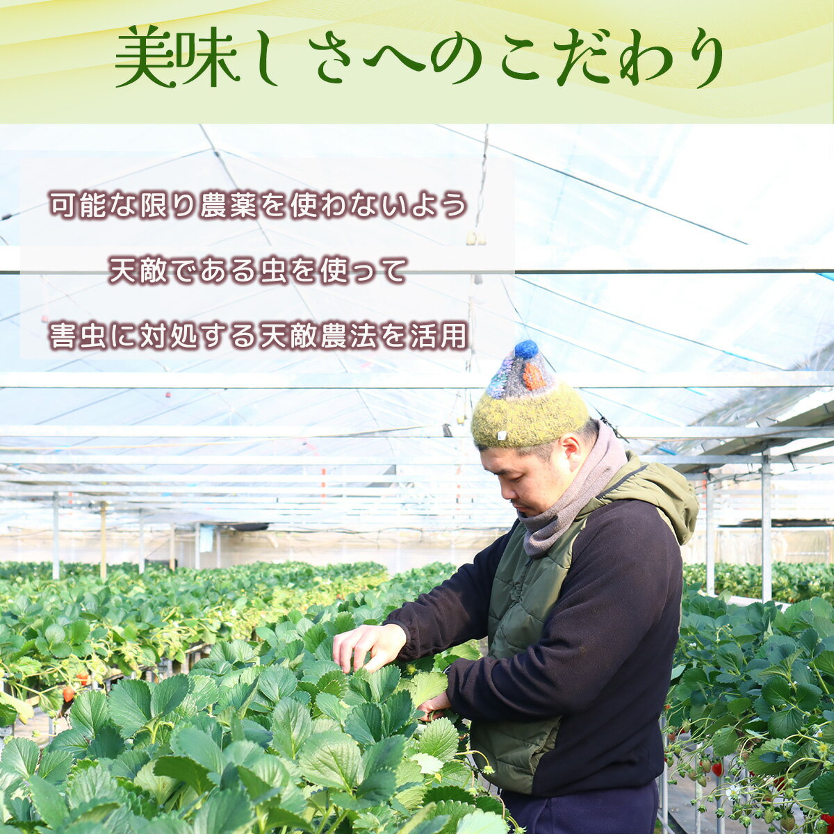 【ふるさと納税】選べるいちご　1・3・5箱（よつぼし） - 画像3