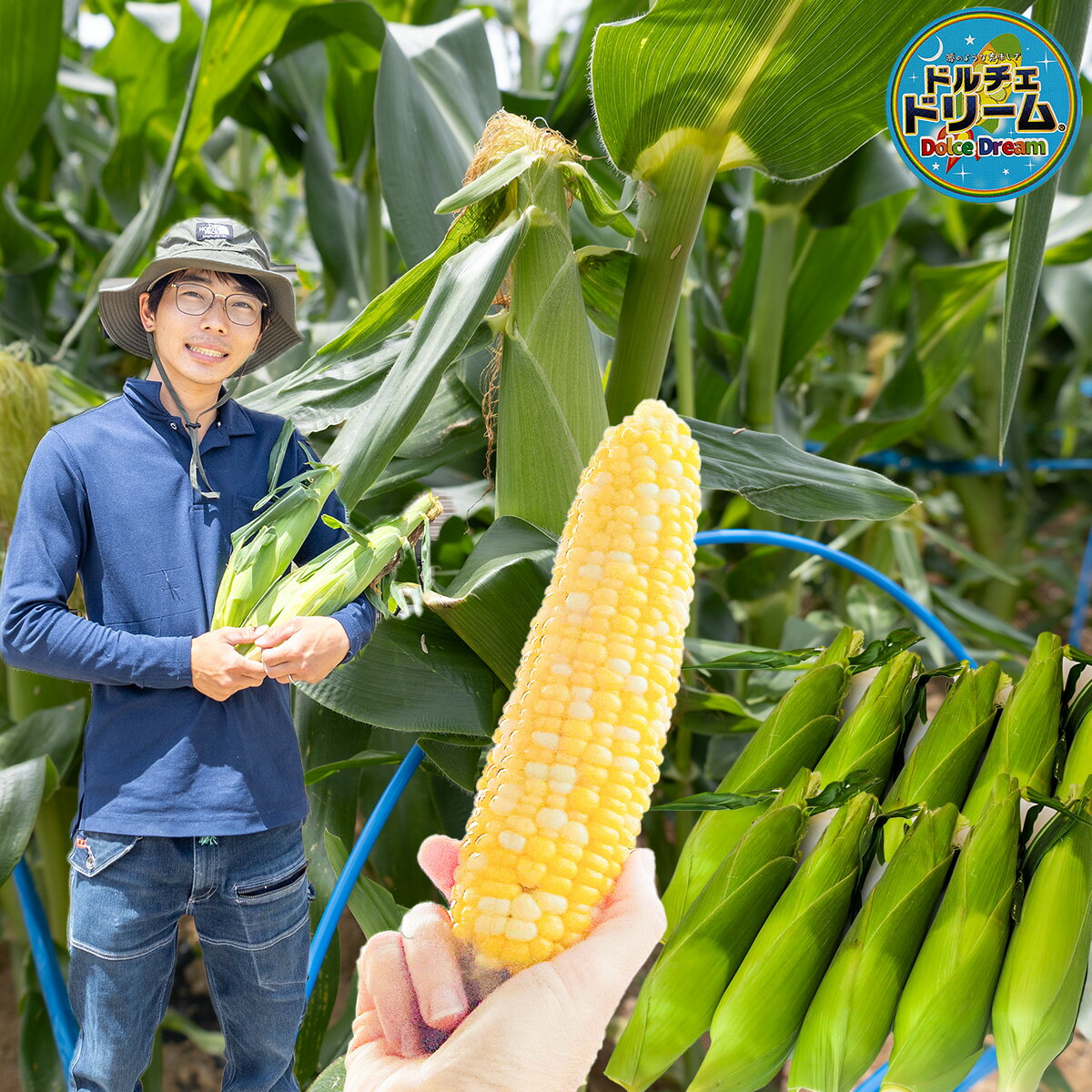 【ふるさと納税】とうもろこし ドルチェドリーム 10本 20本★7月3日まで！★ 大サイズ 甘い ジューシー 夏 期間限定 産地直送 朝どれ 送料無料 きび街道 美味しい こだわり お取り寄せ - 画像2