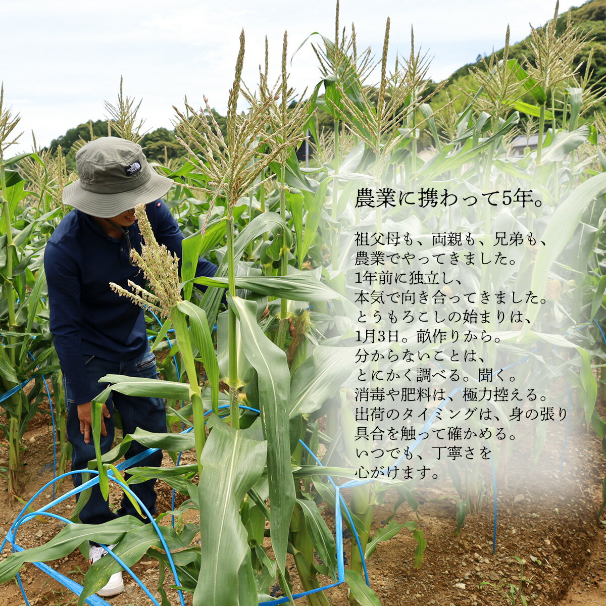 【ふるさと納税】とうもろこし ドルチェドリーム 10本 20本★7月3日まで！★ 大サイズ 甘い ジューシー 夏 期間限定 産地直送 朝どれ 送料無料 きび街道 美味しい こだわり お取り寄せ - 画像3