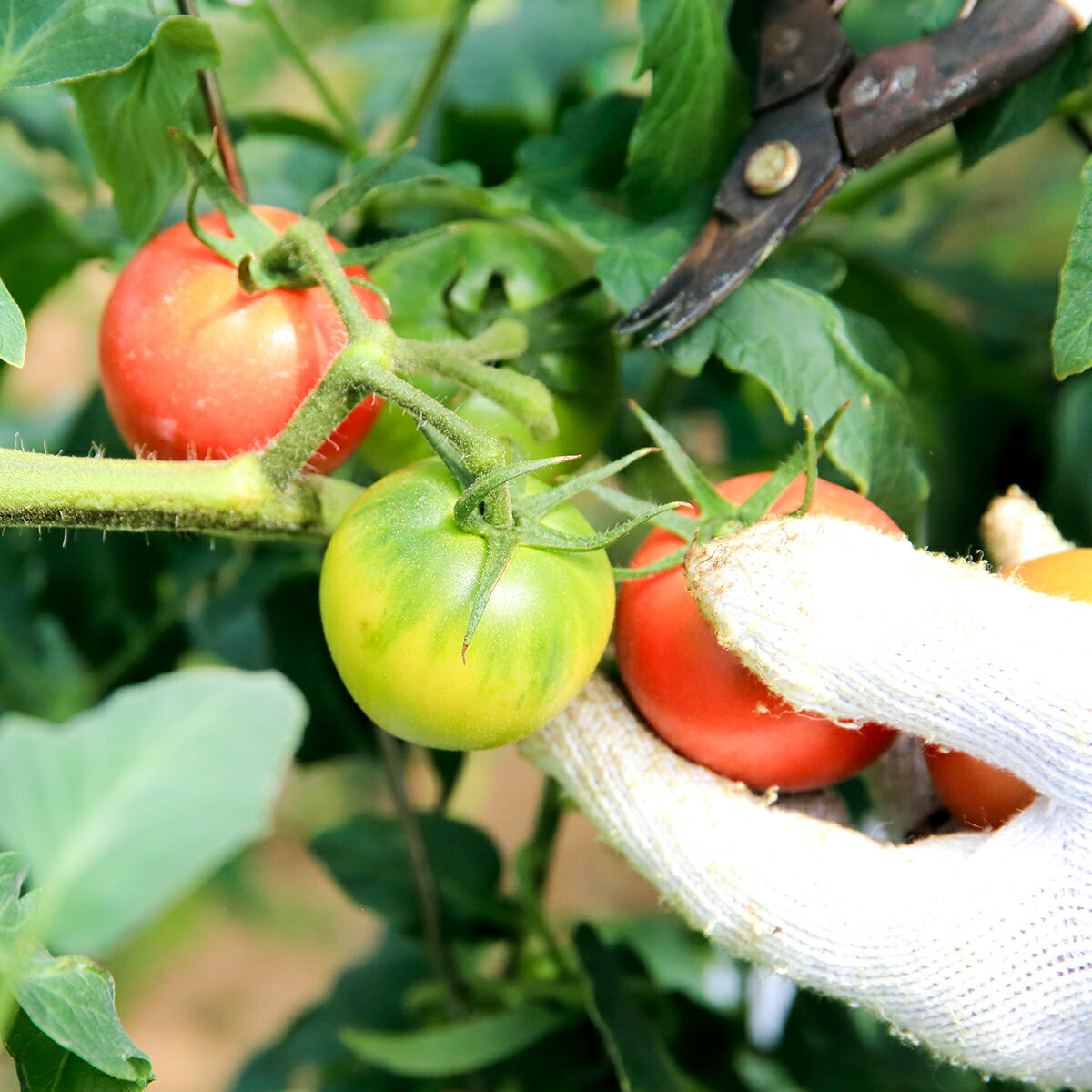 【ふるさと納税】まっことうまい！水田さんのフルーツトマト約1kg×1箱 ・約1kg×2箱 化粧箱入 取り寄せ おすすめ 美味しい こだわり 特産品 産地直送 送料無料 高糖度 完熟 ギフト 通販 高知 旬 糖度 品種 - 画像3
