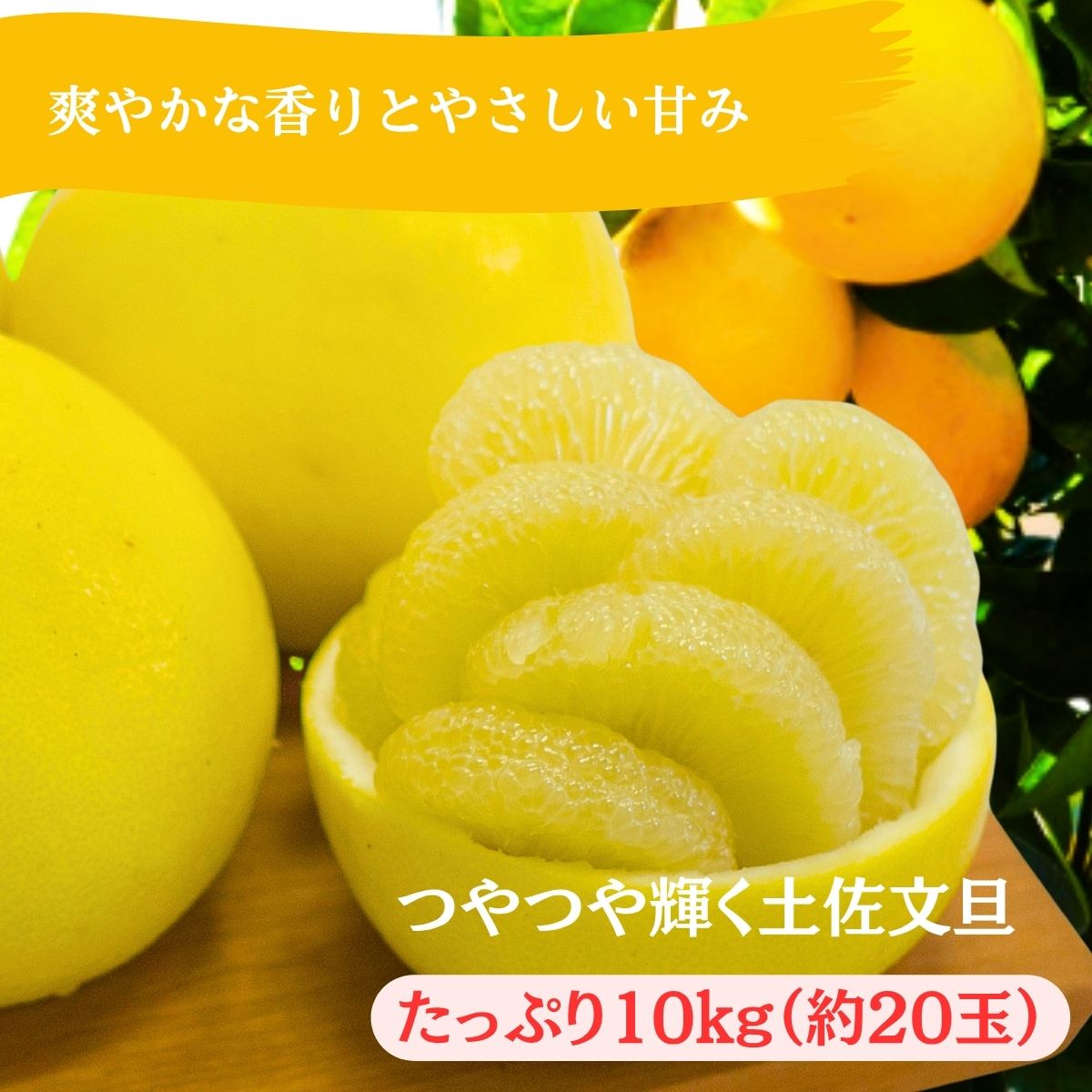 高橋文旦 早春の味わい 土佐文旦 10kg1箱 ぶんたん 文旦 柑橘 みかん 贈答品 果物 高知県産 特産品 名産 返礼品 寄付 旬 季節 贈り物 ギフト お歳暮 お中元 産地直送 敬老の日 母の日 父の日 ※令和8年3月下旬頃より発送開始