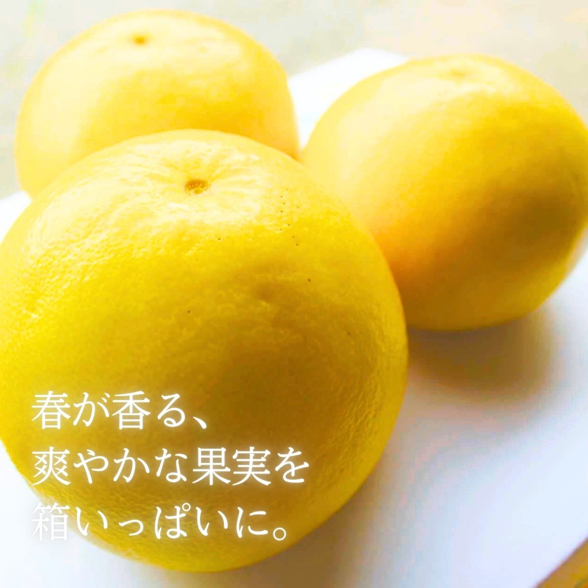 【ふるさと納税】高橋文旦 早春の味わい 土佐文旦 10kg1箱 ぶんたん 文旦 柑橘 みかん 贈答品 果物 高知県産 特産品 名産 返礼品 寄付 旬 季節 贈り物 ギフト お歳暮 お中元 産地直送 敬老の日 母の日 父の日 ※令和8年3月下旬頃より発送開始 サムネイル2