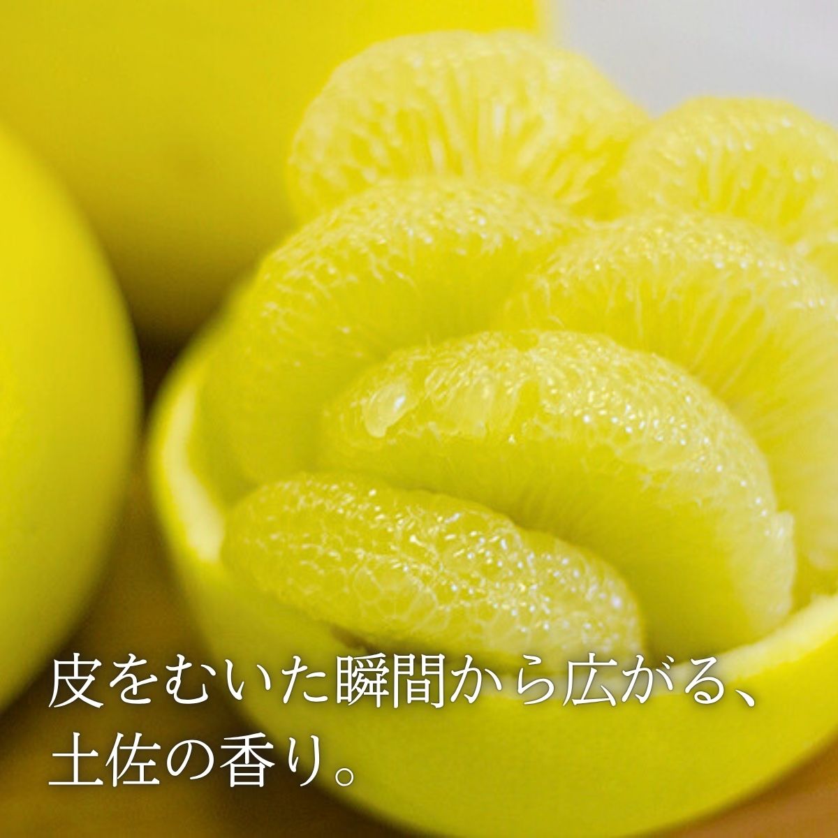 【ふるさと納税】高橋文旦 早春の味わい 土佐文旦 10kg1箱 ぶんたん 文旦 柑橘 みかん 贈答品 果物 高知県産 特産品 名産 返礼品 寄付 旬 季節 贈り物 ギフト お歳暮 お中元 産地直送 敬老の日 母の日 父の日 ※令和8年3月下旬頃より発送開始 サムネイル3