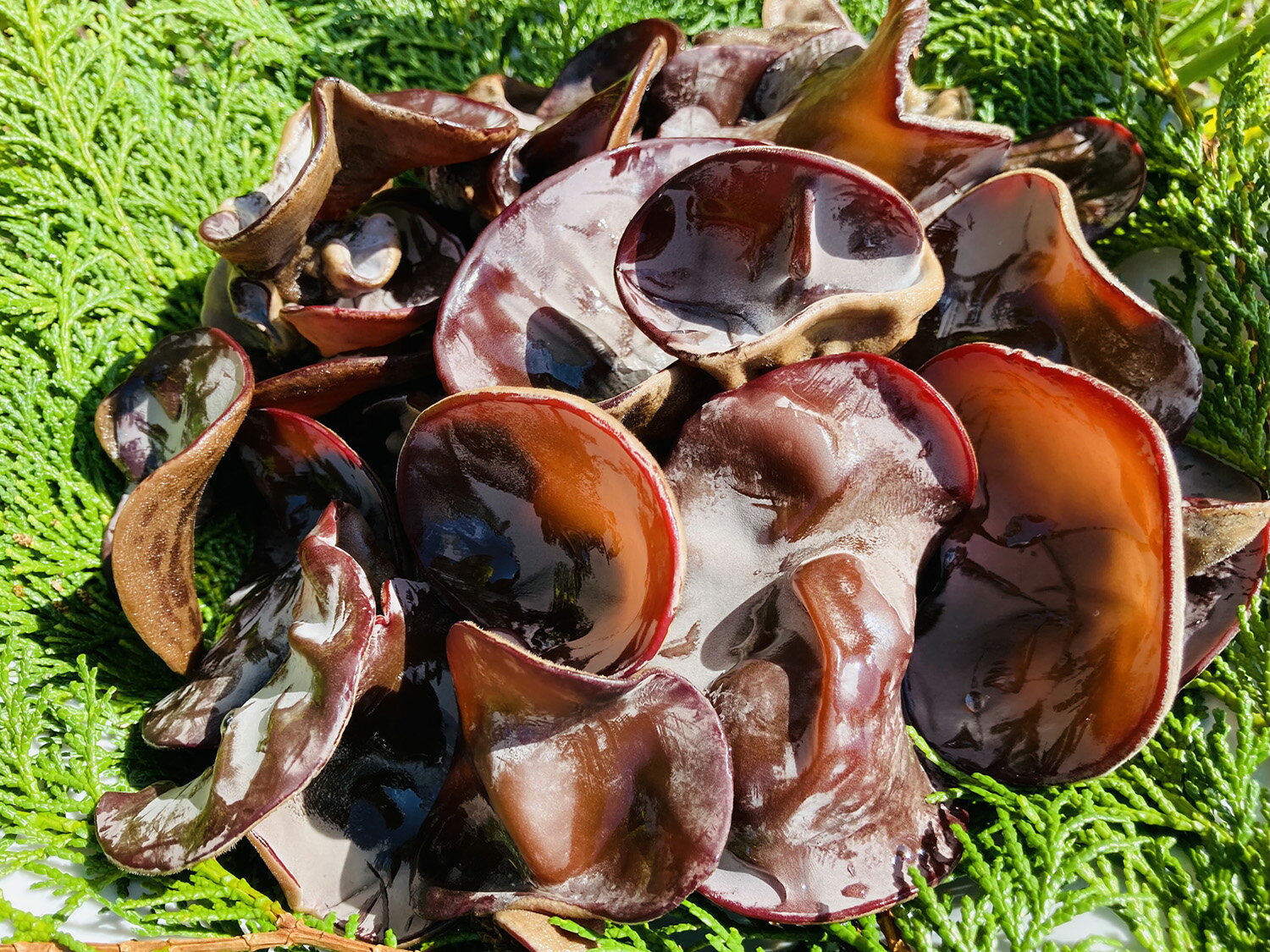 【ふるさと納税】◆期間限定◆「生」黒きくらげ 500g（仁淀川町 ツボイ産）黒きくらげ キクラゲ 生きくらげ きくらげ 国産 無農薬 無添加 栽培 希少 珍しい 高級 珍品 中華 中華食材 美肌 食物繊維 美容 健康 贈答品 お取り寄せ 送料無料 仁淀川 - 画像2