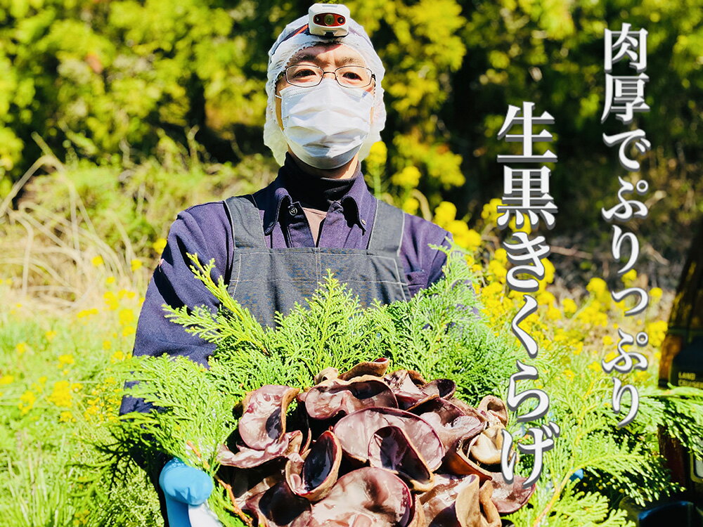 【ふるさと納税】◆期間限定◆「生」黒きくらげ 500g（仁淀川町 ツボイ産）黒きくらげ キクラゲ 生きくらげ きくらげ 国産 無農薬 無添加 栽培 希少 珍しい 高級 珍品 中華 中華食材 美肌 食物繊維 美容 健康 贈答品 お取り寄せ 送料無料 仁淀川 - 画像3