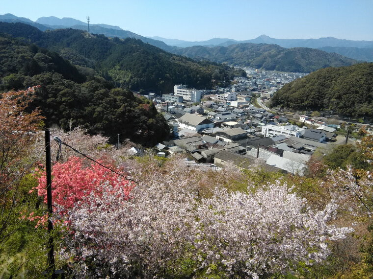 【ふるさと納税】＜牧野公園ガイドツアー 2時間コース 牧野富太郎ゆかりの植物 案内 説明 10名以下 プライベートツアー 山野草 植物 草木 コケオ＞高知県 佐川町 朝ドラ らんまん 花めぐり 散策 サムネイル3