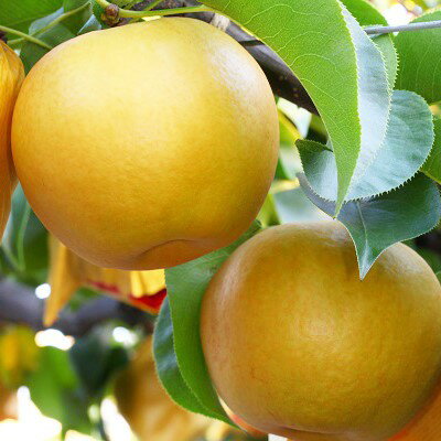 【ふるさと納税】＜フルーツ 定期便（全2回）＞ いちご 梨 fruit 苺 おすすめ フレッシュ 旬 果物 くだもの 高知県 佐川町産【常温】【冷蔵】 サムネイル3