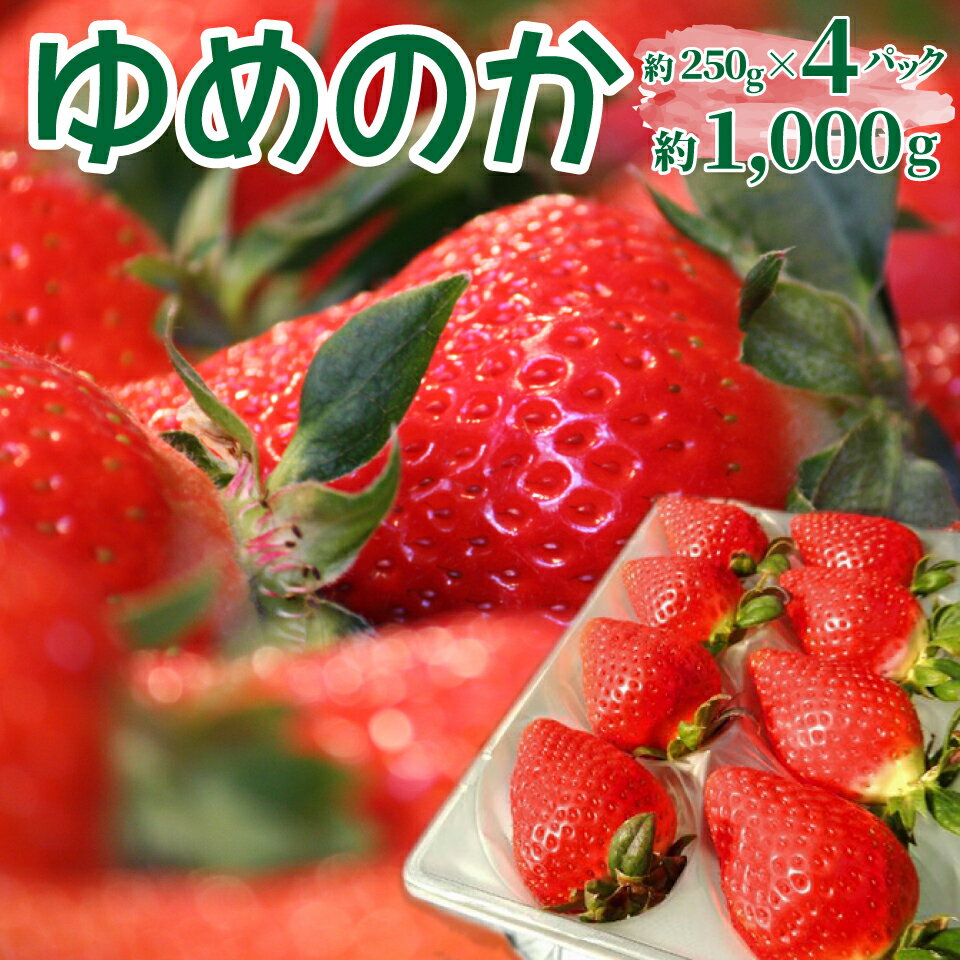 ＜ゆめのか 250g×4パック 合計1kg＞ いちご 苺 果物 フルーツ 果実 贈答用 ギフト 旬 イチゴ ストロベリー 【冷蔵】高知県 佐川町 JA ＜2026年12月頃～2027年2月下旬頃発送（予定）＞