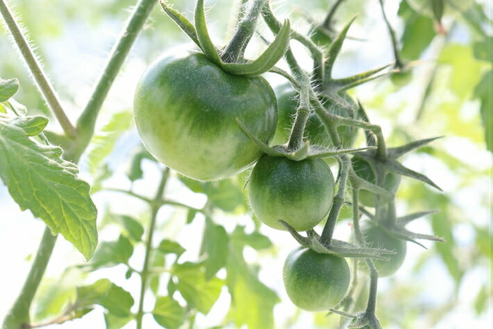 【ふるさと納税】高糖度トマト ＜約1kg＞ フルティカ ミニトマト 中玉トマト アイメック フルーツトマト 秀品 化粧箱入り ギフト 小分けパック おすそ分けパック付【常温】ましまファーム 送料無料 高知県 佐川町　＜2025年12月頃～2026年7月頃発送＞ サムネイル2