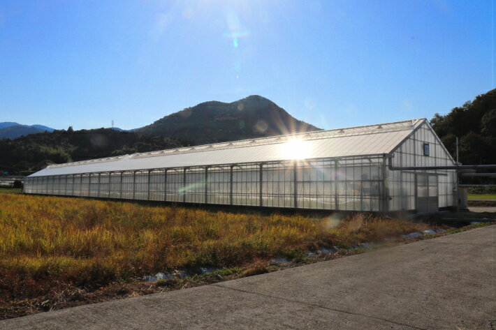 【ふるさと納税】高糖度トマト ＜約1kg＞ フルティカ ミニトマト 中玉トマト アイメック フルーツトマト 秀品 化粧箱入り ギフト 小分けパック おすそ分けパック付【常温】ましまファーム 送料無料 高知県 佐川町　＜2025年12月頃～2026年7月頃発送＞ サムネイル3