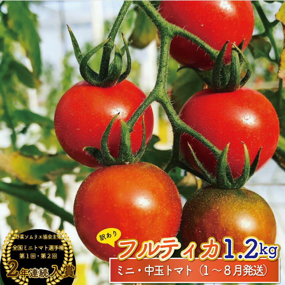 フルティカ トマト＜約1.2kg＞ ミニトマト フルーツトマト 発送月が選べる 送料無料 訳あり ワケあり 規格外品 アイメック ましまファーム 【常温】 高知県 佐川町 全国ミニトマト選手権 野菜ソムリエ 銅賞 2年連続入賞農園 ＜2025年12月～2026年8月頃発送＞