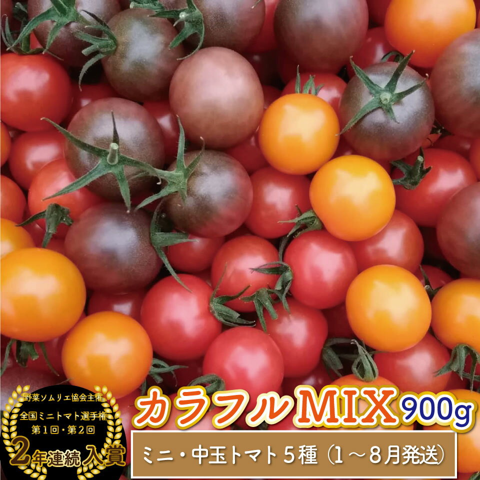 カラフル トマト 5種 ミックス＜約900g＞ミニトマト フルーツトマト フルティカなど＞アイメック ましまファーム 発送月が選べる 【常温】送料無料 MIX 高知県 佐川町 野菜ソムリエ 全国ミニトマト選手権 銅賞 2年連続入賞　＜2026年1月～8月頃発送＞