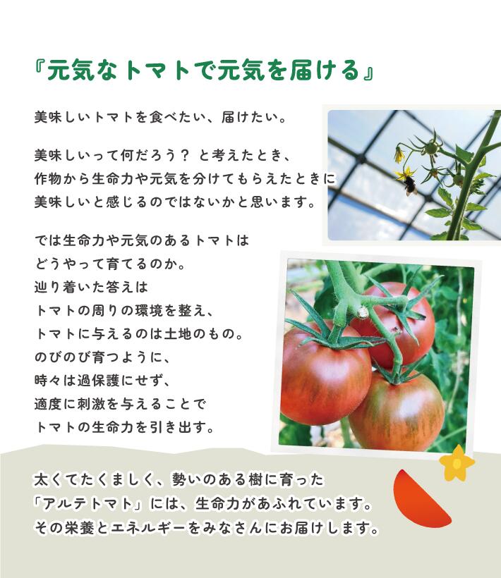 【ふるさと納税】＜アルテトマト 約1.6kg（20-35玉）＞ フルーツトマト 高知県 佐川町 トマトハウスナカムラ 野菜 贈答用 【常温】リピーター多数 高糖度 ギフト 栽培期間中化学農薬不使用 　＜2026年1月～5月頃発送予定＞ サムネイル3