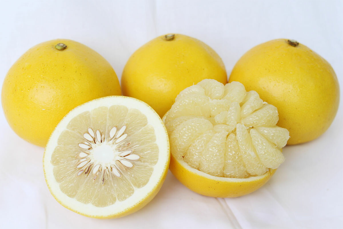 【2026年発送　先行予約】 土佐文旦（約3kg）　フルーツ 果物 新鮮 産直 土佐 高知名産 高知県 越知町 柑橘 仁淀川