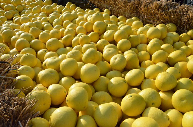 【ふるさと納税】【2026年発送　先行予約】 土佐文旦（約3kg）　フルーツ 果物 新鮮 産直 土佐 高知名産 高知県 越知町 柑橘 仁淀川 サムネイル2