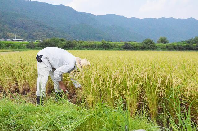【ふるさと納税】仁淀ブルーの恵み「おち米」 5kg（香り米ブレンド） - 画像3