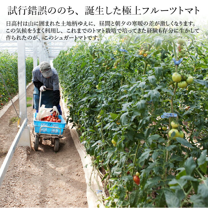 【ふるさと納税】シュガートマト ビアンコ08 糖度8度以上 1kg 高知県産 フルーツトマト 甘い 高糖度 JA 日高村 ギフト - 画像3