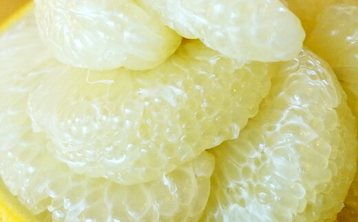 【ふるさと納税】【先行予約・2026年1月】土佐文旦 家庭用 10kg　数量限定 高知県産 文旦 路地 農家直送 訳あり 早出し サムネイル3