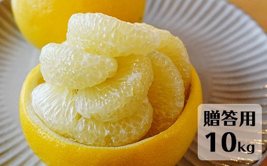 【先行予約・2026年1月】土佐文旦 贈答用 10kg　数量限定 高知県産 文旦 路地 農家直送 早出し