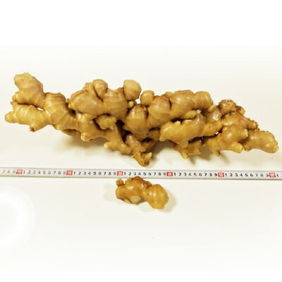 【ふるさと納税】農家直送 高知県産 生姜 2kg｜低農薬栽培・熟成仕上げ｜壬生農園のこだわり囲いしょうが - 画像2